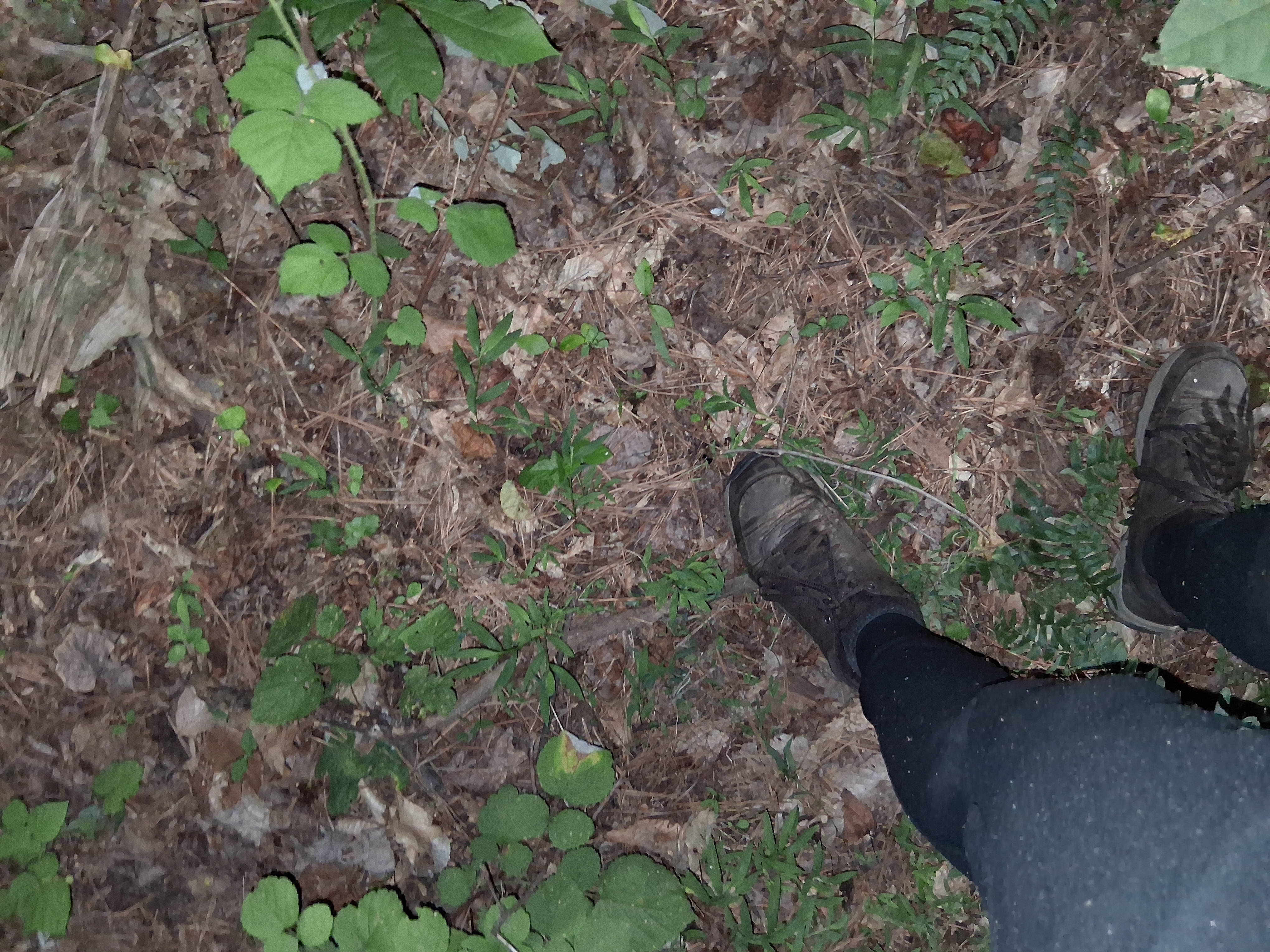 Periwinkle groundcover